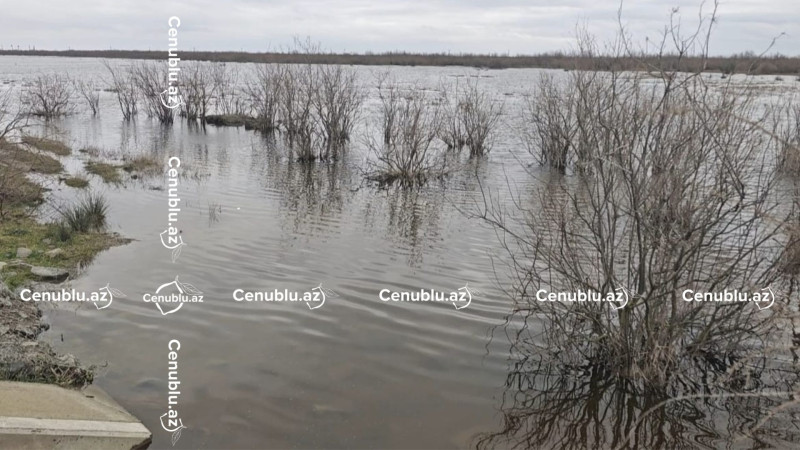 Zəvvar təsərrüfatında dirçəliş: Quşlar Cəlilabada qayıdır