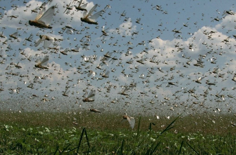 Anomal istilər həşəratları vaxtından əvvəl oyatdı:Çəyirtkələrin qarşısı alınmasa nə baş verə bilər