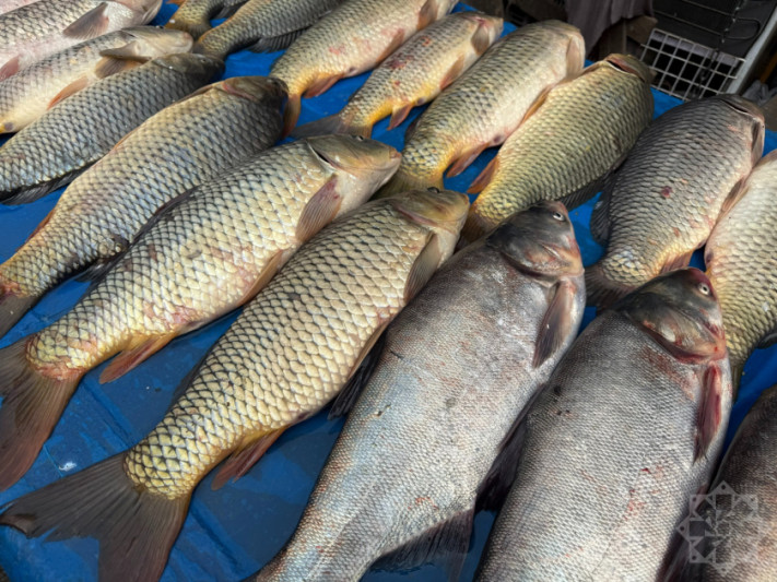 Lənkəranda çərşənbə bazarlığı - balıq qiymətləri sabit qalıb, yoxsa artıb?