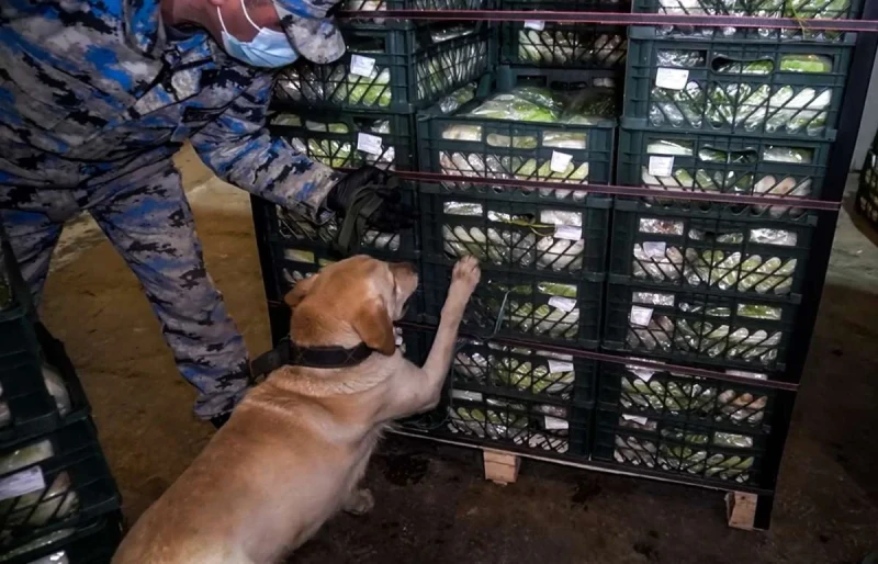 Gömrükdə 100 kiloqramdan artıq narkotik vasitə aşkarlanıb