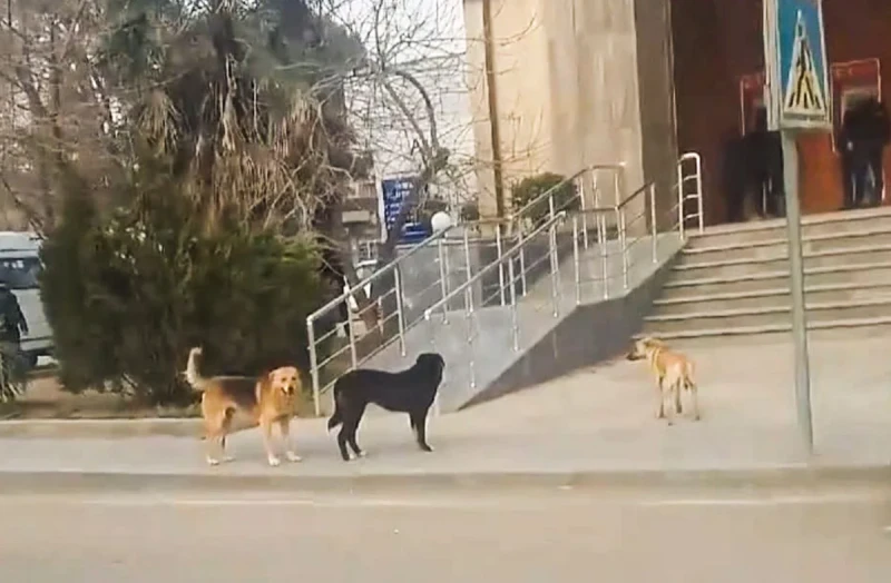 Biləsuvarda son 15 gündə 26 nəfəri it dişləyib