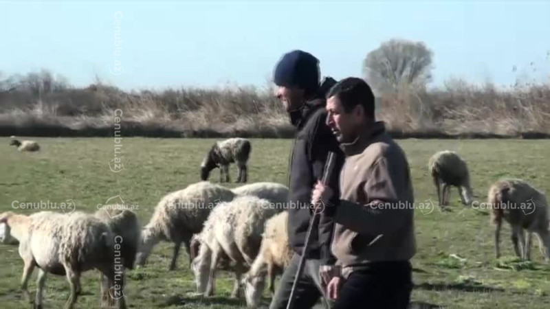 Salyanda yaşayış massivində biabırçı vəziyyət