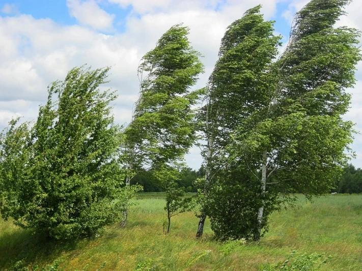 Cənubda külək güclənəcək - XƏBƏRDARLIQ