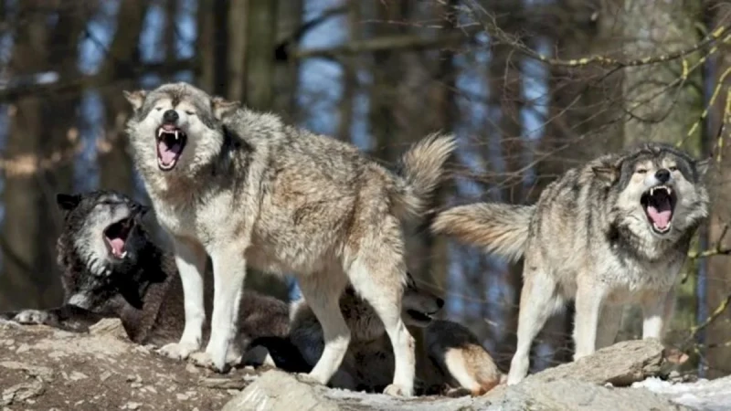 İmişlidə canavarlar kəndə hücum edib