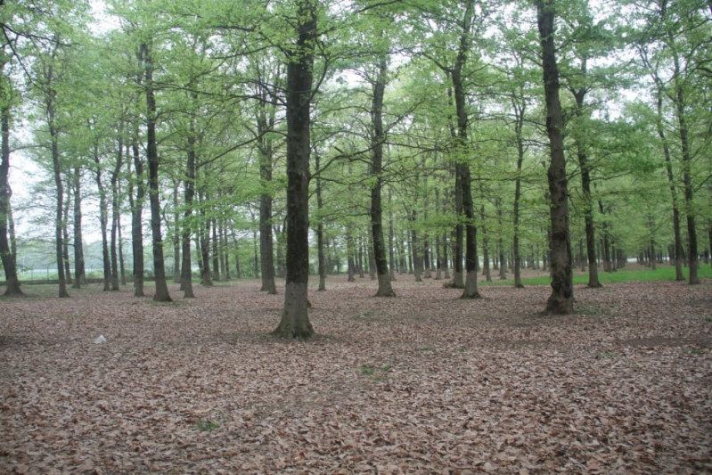 Coğrafiyaşünas-alim: Cənub bölgəsində meşə örtüyünün azalması ekoloji tarazlığa ciddi təsir göstərir