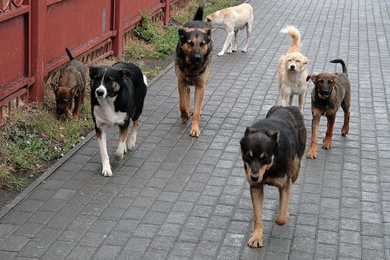 Salyanda sahibsiz itlər təhlükəsindən ŞİKAYƏT