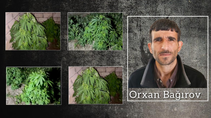 Salyanda 101 çətənə kolu aşkarlanıb: Saxlanılan var