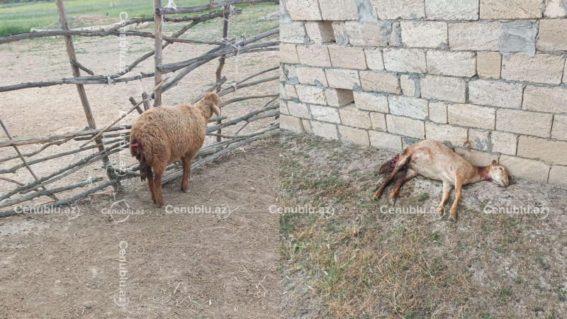 Canavarlar kəndə daraşıb: Sabirabadda qoyunlar tələf oldu