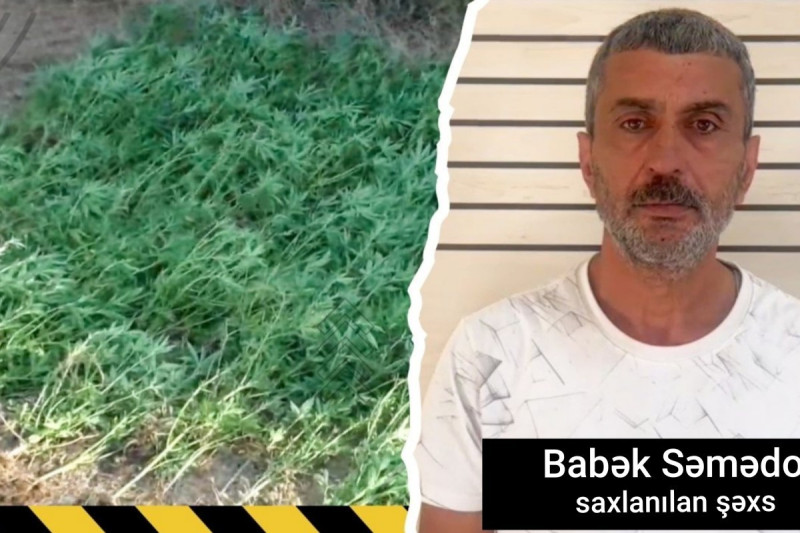 Masallıda çətənə kolları yetişdirən şəxs saxlanılıb