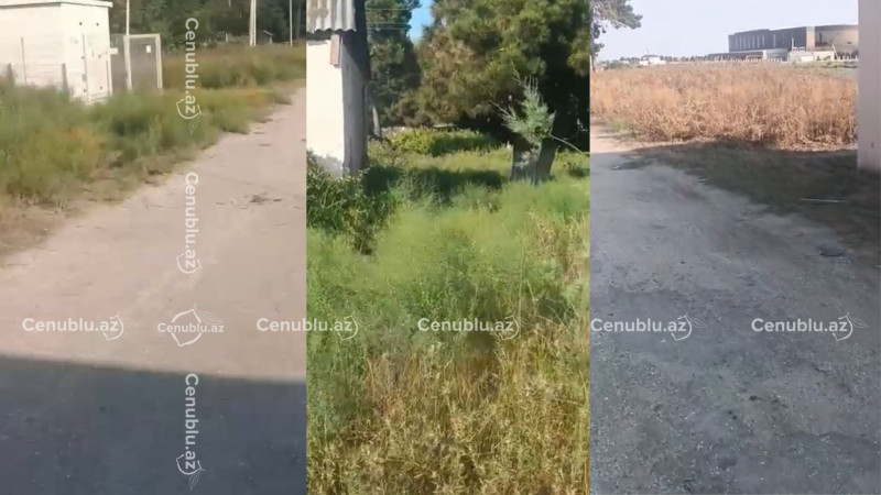 Neftçalada baxımsız ərazi YANĞIN RİSKİ YARADIR