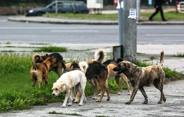 Lənkəranın mərkəzi sahibsiz itlərin məskəninə çevrilib