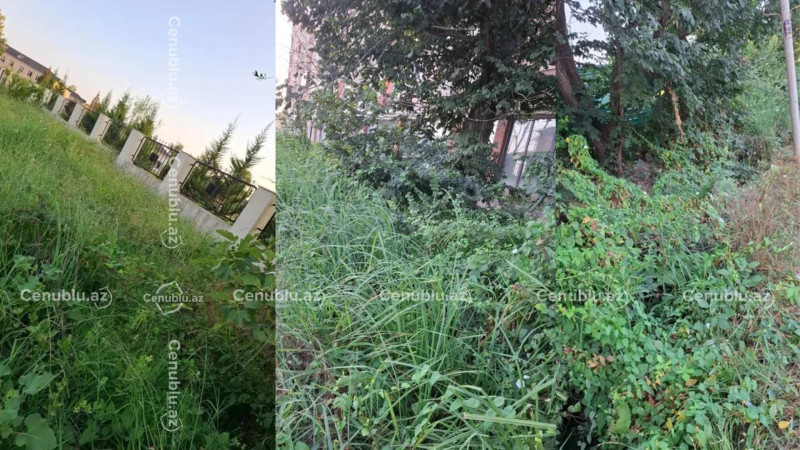 Lənkəranda məktəbin yaxınlığında antisanitar vəziyyət