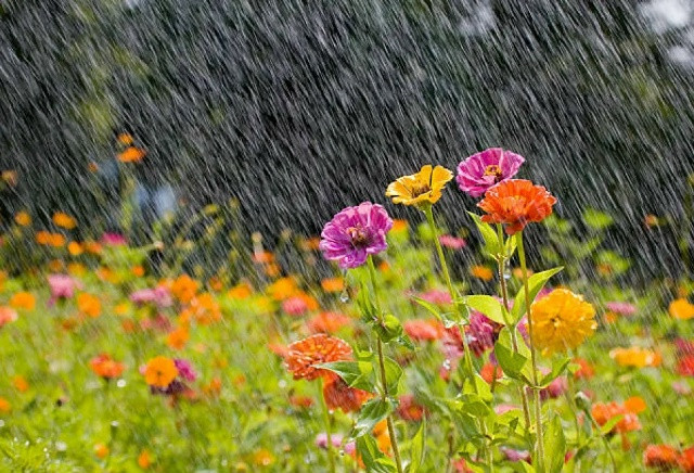 Rayonlarda qeyri-sabit hava avqustun 17-dək davam edəcək - XƏBƏRDARLIQ