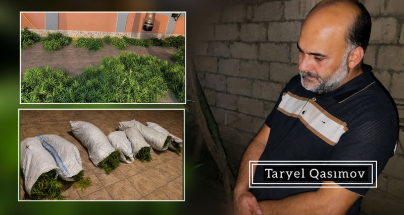 Sabirabadda narkotik tərkibli bitkilər yetişdirən şəxs həbs edilib