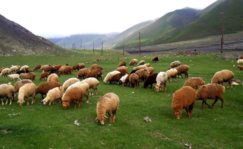 Hər qoyun və keçi saxlayana 4 manat subsidiya veriləcək