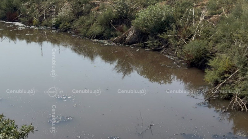Cəlilabadda əkin sahələri kanalizasiya suyu ilə suvarılır