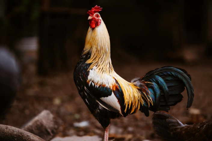 Xoruzu satıb araq aldı, içib arvadını bıçaqladı