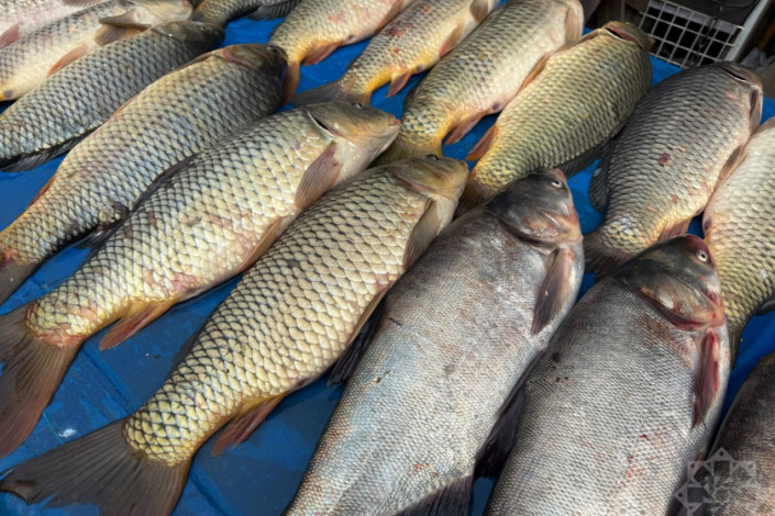 Lənkəranda çərşənbə bazarlığı - balıq qiymətləri sabit qalıb, yoxsa artıb?