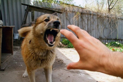 Biləsuvarda sahibsiz it 10 yaşlı uşağı dişləyib