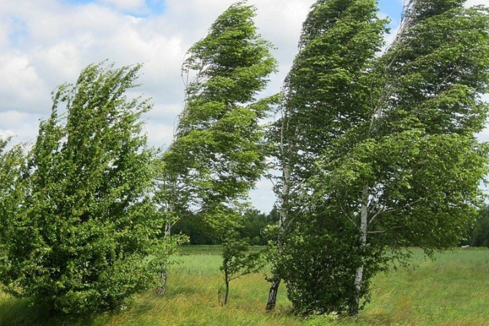 Küləkli hava ilə bağlı sarı və narıncı xəbərdarlıq verilib