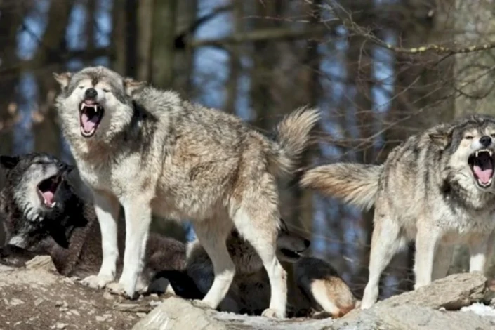 İmişlidə canavarlar kəndə hücum edib