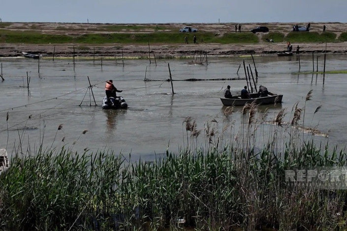 Neftçalada reyd keçirilib, qanunsuz yerləşdirilən balıq torları yığışdırılıb