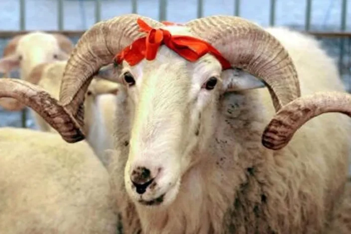 Qurbanlıq heyvanların satış və kəsim ünvanları - Açıqlandı