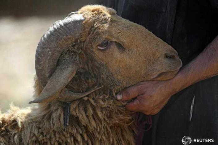 Qurban ətindən müsəlman olmayanlara da vermək olar - İlahiyyatçı