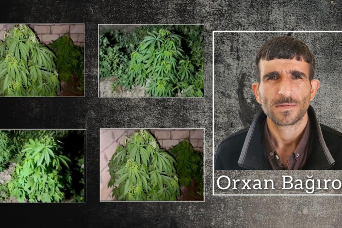 Salyanda 101 çətənə kolu aşkarlanıb: Saxlanılan var