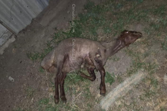Cəlilabadda vaksin vurulan heyvanlar tələf olur