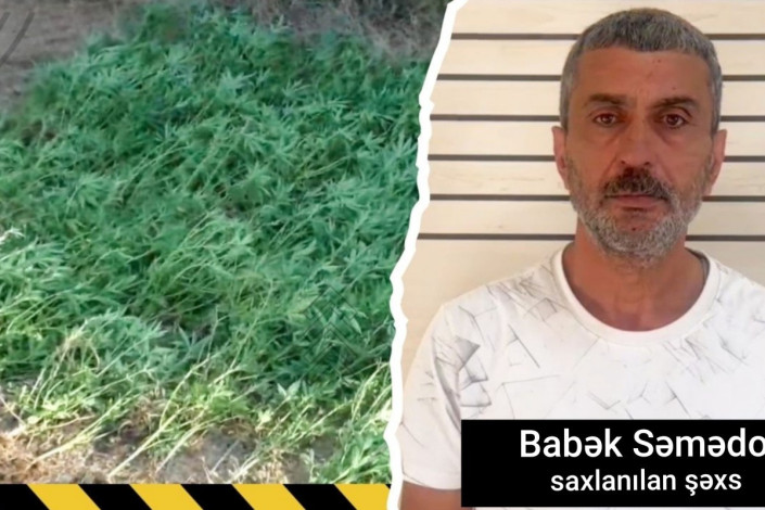 Masallıda çətənə kolları yetişdirən şəxs saxlanılıb