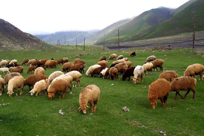 Hər qoyun və keçi saxlayana 4 manat subsidiya veriləcək