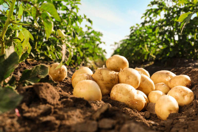 Masallının bu kəndində kartofçuluğa xüsusi diqqət ayrılır