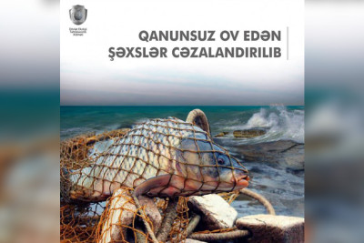 Astarada balıq ovlayan şəxslər cəzalandırılıblar