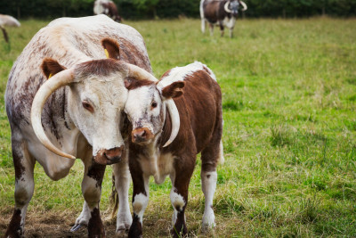Astara: heyvandarlıqda intensiv artım müşahidə olunub