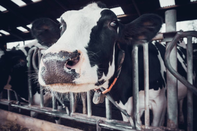 Astarada heyvandarlıq inkişaf edir