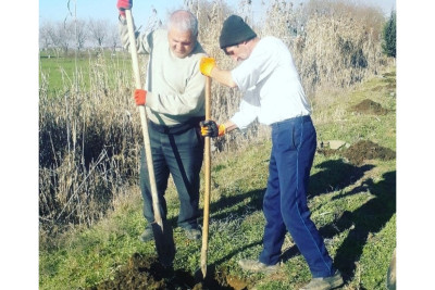 Masallıda yaşıllaşdırma işləri davam etdirilir