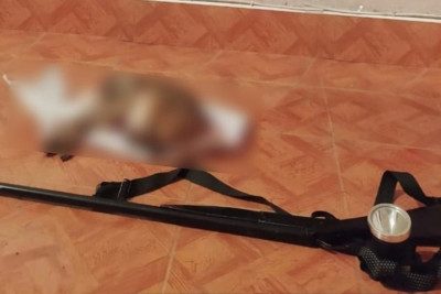 Masallı rayon sakini qanunsuz olaraq çöl dovşanı ovlayıb