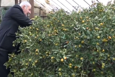 Cənub: sitrus bağlarının həcmi artırılsa, bu məhsula olan tələbatı yerli istehsal ödəyəcək