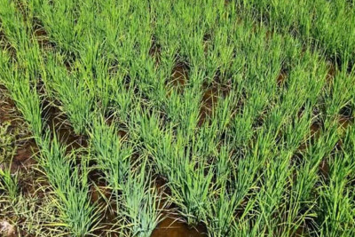 Lənkəranda çəltikçilik uğurla inkişaf etməkdədir