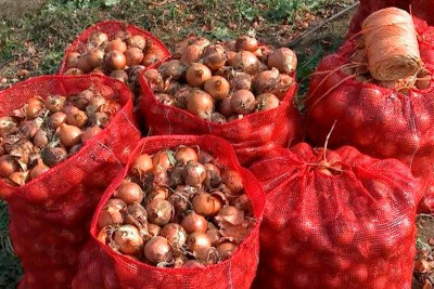 Masallı: soğan yığımı yekunlaşıb