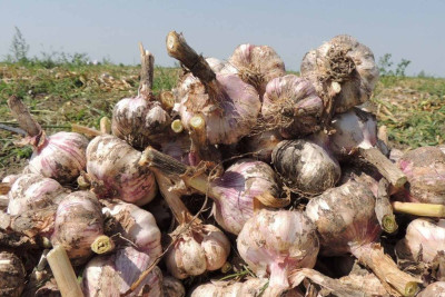 Masallıda sarımsaq təsərrüfatı