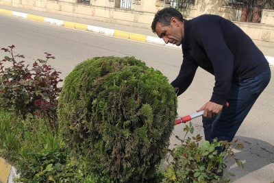 Masallı şəhərində yaşıllıqlara qulluq göstərilir