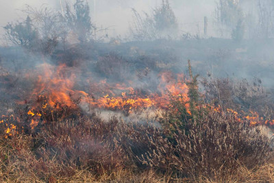Masallı: dağlıq ərazidəki yanğın söndürülüb
