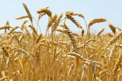 Lənkəran: dövlətə məxsus taxıl sahələri hərracda satılıb