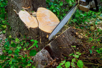 Lənkəranda ağacın qanunsuz kəsilməsi ilə bağlı cinayət işi açılıb