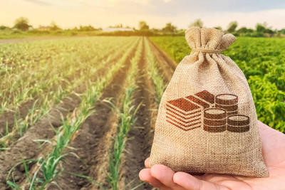 Masallıda kənd təsərrüfatı məhsullarının istehsalı artıb