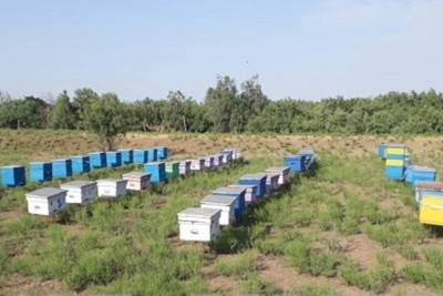Astaradan gətirilən arılar Biləsuvarın arıçılıq təsərrüfatına ziyan vurub