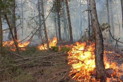 Masallıdakı yanğın qəsdən törədilib?