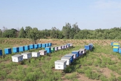 Astara və Biləsuvar arıçıları arasındakı qalmaqal böyüyür